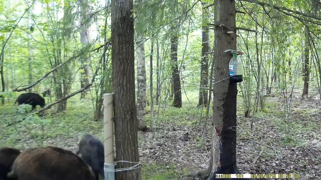 Как приманить кабана. смотреть онлайн