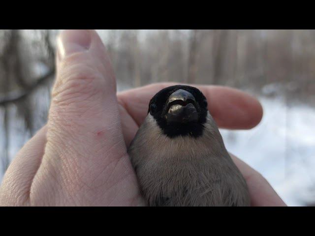Ловля птиц 23.1.2022 год. смотреть онлайн