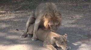 Mating lions in Selous and Ruaha Tanzania