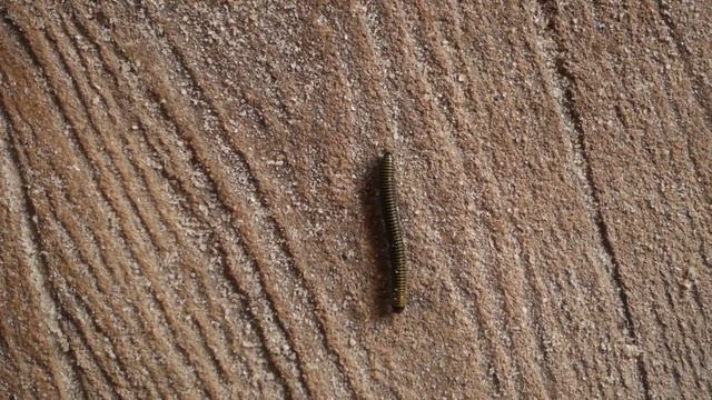 Millipede coming through. (Sony RX100 Mark 3) смотреть онлайн