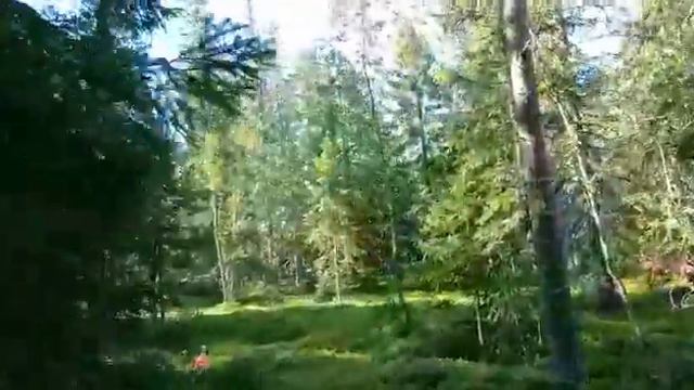 Caccia Galli forcelli in Lapponia Hunting black grouses Lapland смотреть онлайн