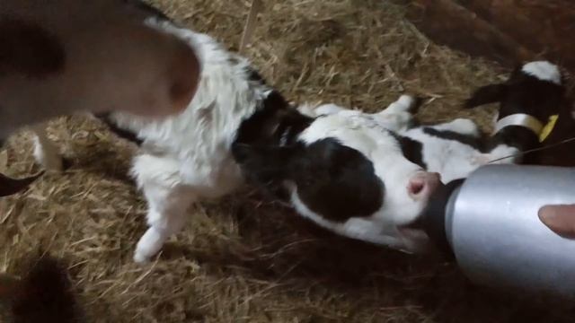 Отвар из трав и мацони для телят. смотреть онлайн