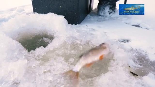 Ловля очень крупной плотвы зимой смотреть онлайн
