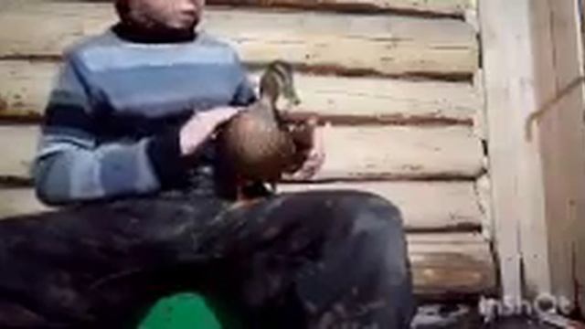 Подготовка подсодной утки смотреть онлайн