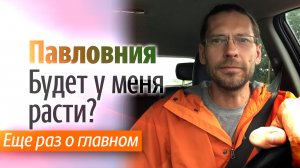 Еще раз о том будет ли у вас расти Павловния