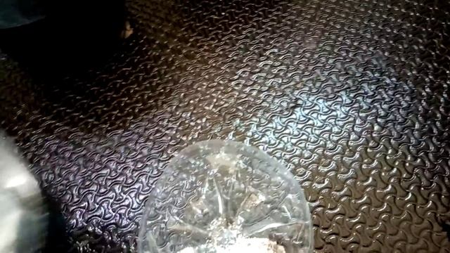 violetas africanas ¿como hacer que una violeta de flores de nuevo? chuyito jardinero смотреть онлайн