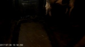 Транспортёр для удаления навоза.