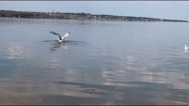 WOW Чайка ловит рыбку смотреть онлайн