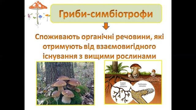 Загальна характеристика та екологічні групи грибів смотреть онлайн
