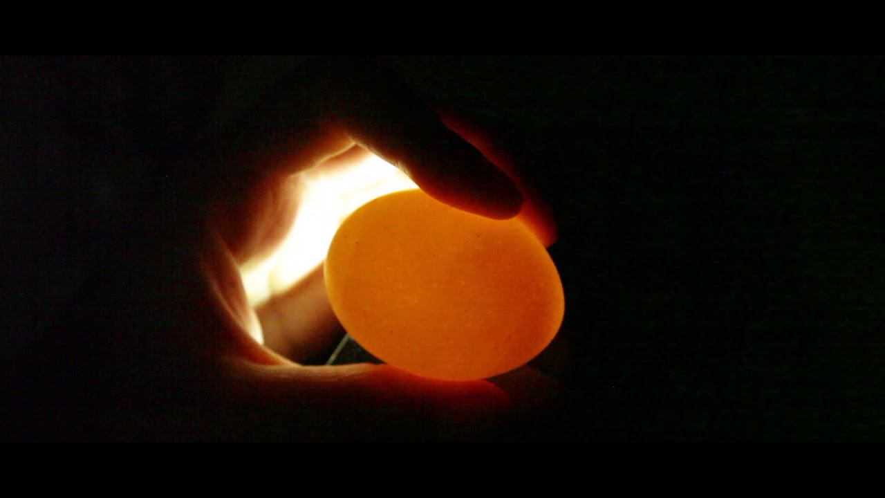 ИНКУБАЦИЯ l Ч2 l ОВОСКОПИРОВАНИЕ l ДЕФФЕКТЫ ЯИЦ l