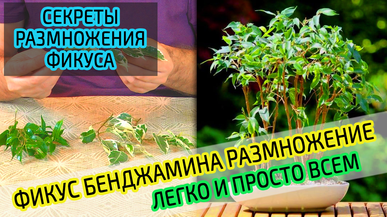 Размножение черенками фикуса Бенджамин. Подробно и просто. смотреть онлайн