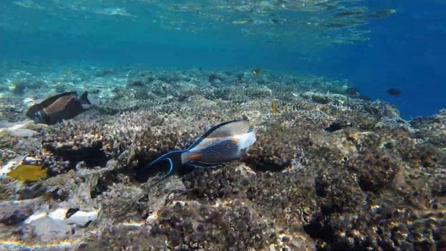 Отдых в Египте Шарм Эль Шейх отель Пирамиза 5* PYRAMISA Мото сафари на Багги Дайвинг Кораллы смотреть онлайн