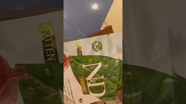 Девон-рекс делюсь опытом чем кормить котёнка смотреть онлайн