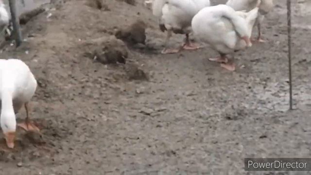 Гуси и индоутки в грязи)))Брачный сезон 2021 открыт))) смотреть онлайн