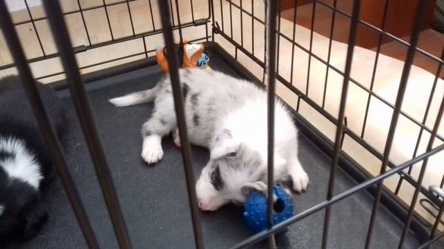 Тэмпи - сон (7 нед.) смотреть онлайн