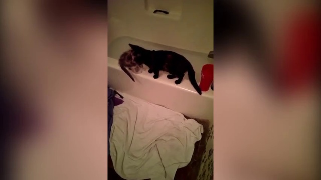 приколы с животными на воде смотреть онлайн