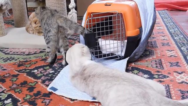DSCN8594 Котята проверяют переноску перед дорогой смотреть онлайн