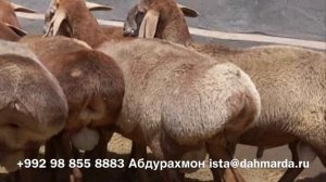 Гиссарские овцы Ходжи Мирзокарима, бараны разных возрастов