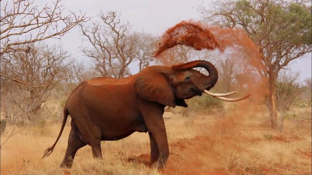Beautiful African Meditation Music: Relaxing Music, Stress Relief, Yoga, Calm, Deep Sleep