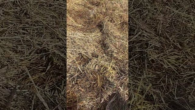 Запускаю целину с соломой. Способ №3 смотреть онлайн