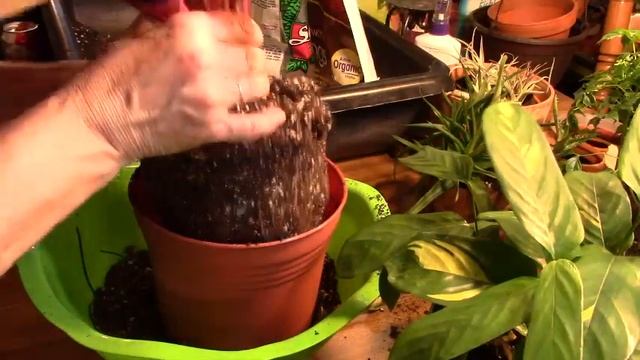 Calathea - Stromanthe and Lubbersii смотреть онлайн