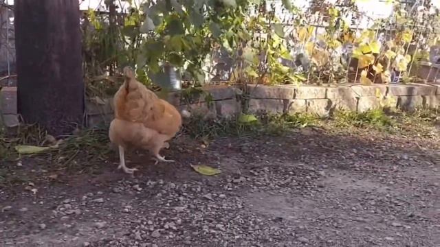 Курица украла мышь у кота смотреть онлайн