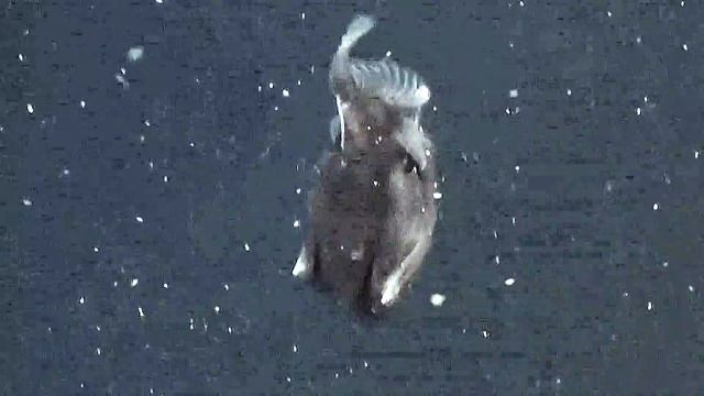 Anglerfish (Lophius Piscatorius) смотреть онлайн