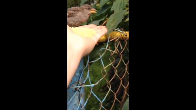 Ручной воробей мимимиша смотреть онлайн