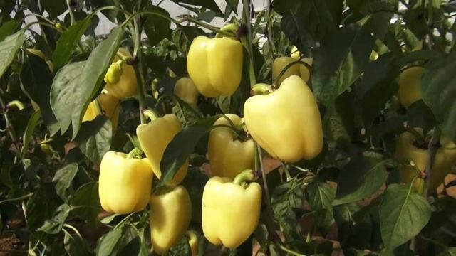 Сибирская грядка, Перцы долгожители. смотреть онлайн