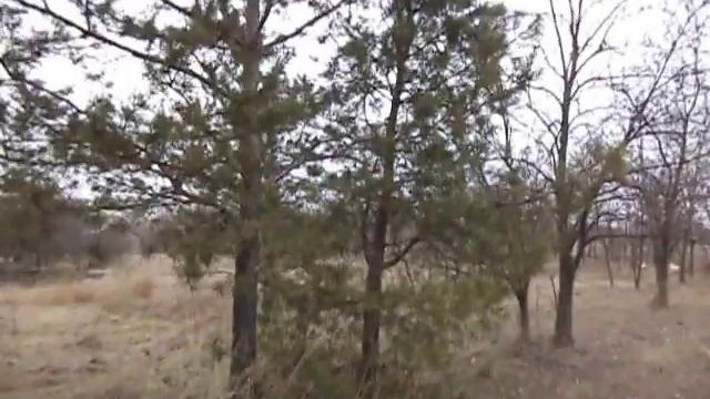 Процесс спаривания матки с трутнем ч 2 . смотреть онлайн