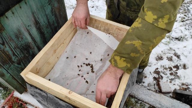 Пчеловодство.Зачем надо смотреть улья во время зимовки пчёл.Мышиный беспредел в улье.Первые дотации смотреть онлайн