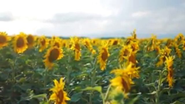 Я никогда не слышал ничего настолько хорошего? Приятная расслабляющая музыка Успокаивающая смотреть онлайн