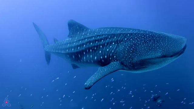 Все ваши заботы исчезнут, если вы слушаете эту музыку - Расслабляющая музыка #69 смотреть онлайн