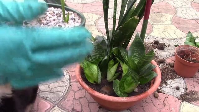 САНСЕВИЕРИИ. УПЛОТНЕНИЕ, КОМПОЗИЦИИ. смотреть онлайн