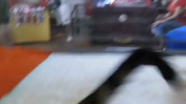 Тойгер из Нижне-Вартовска. Ялта, август 2010.