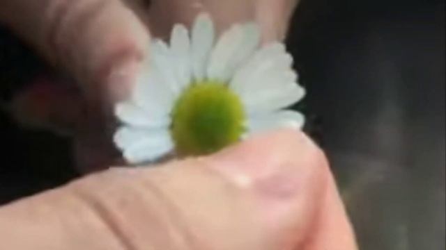 #премьерапесни РОМАШКИ ДЛЯ НАТАШКИ Владимир Сидоров-Свет Сергей Досаев смотреть онлайн