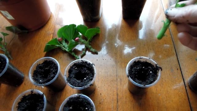 Черенкуем вместе бегонию, фуксию, пеларгонию королевскую, зональную, плющелистную! смотреть онлайн