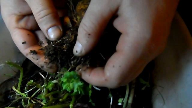 Размножение калифорнийского червя. смотреть онлайн