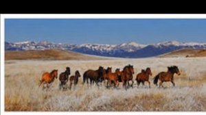 МОЯ  РОДИНА  КАЗАХСТАН!