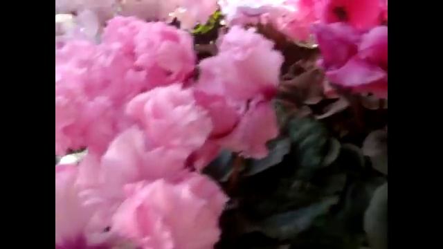 ЦИКЛАМЕН (Cyclamen).Цикламены в цвету 2017 смотреть онлайн