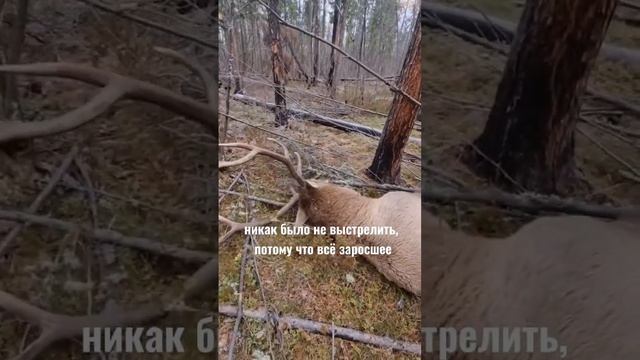 ОХОТА НА ИЗЮБРЯ / ЭКСПЕДИЦИЯ В СИБИРЬ ЧАСТЬ 12 / ДОБЫЛ 2Х ИЗЮБРЯ смотреть онлайн