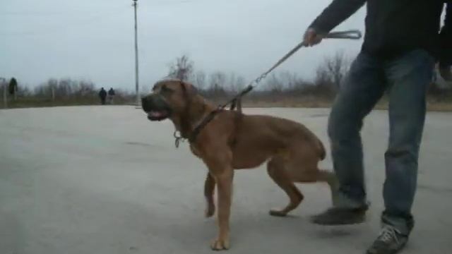 Serbian Defense Dog Volga смотреть онлайн