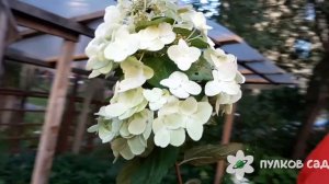 Гортензия метельчатая Мега Минди