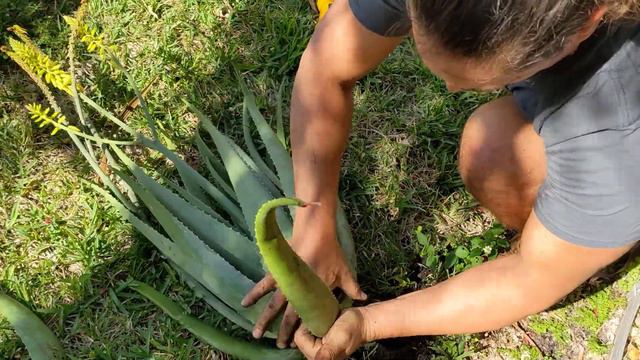 How to Harvest Aloe Vera Leaves | Haley Nutrition, Aloe #1® смотреть онлайн
