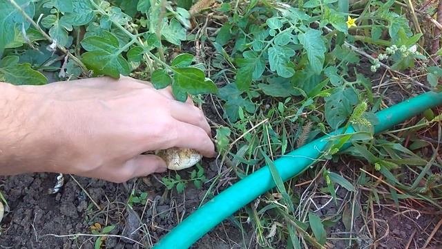 Собираю урожай грибов у себя на участке))) смотреть онлайн