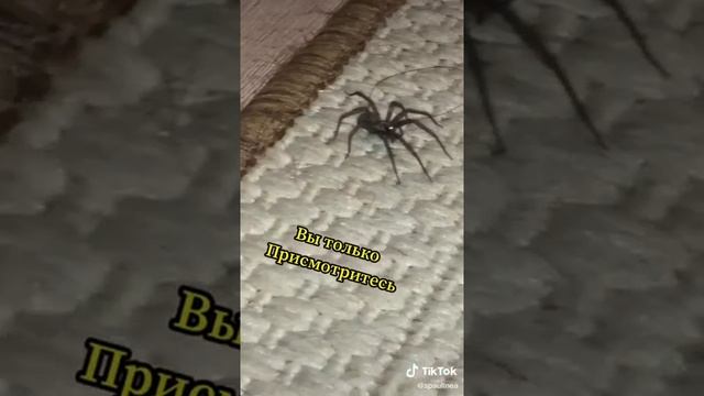 Мы нашли паука дома! смотреть онлайн