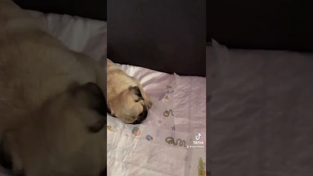 Мопс спит#Рекомендации#хочуврек #собака смотреть онлайн