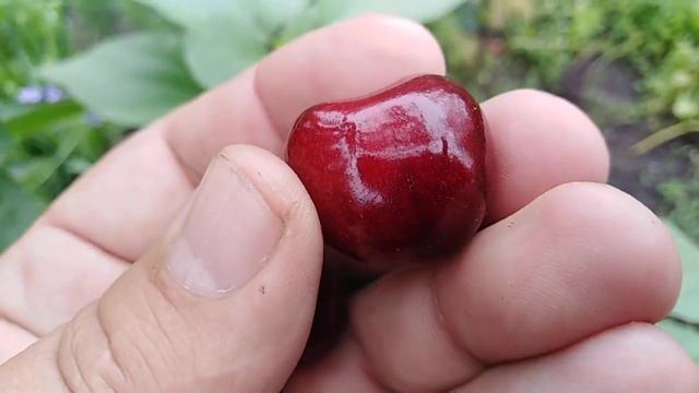 Черешня ранняя сорт Огненный Шар смотреть онлайн