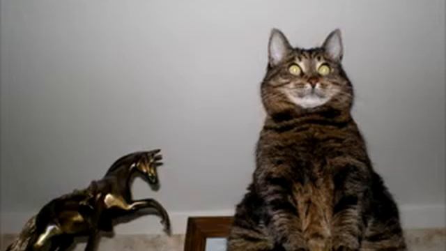 Фото кошек / Photo cats 4/4 смотреть онлайн