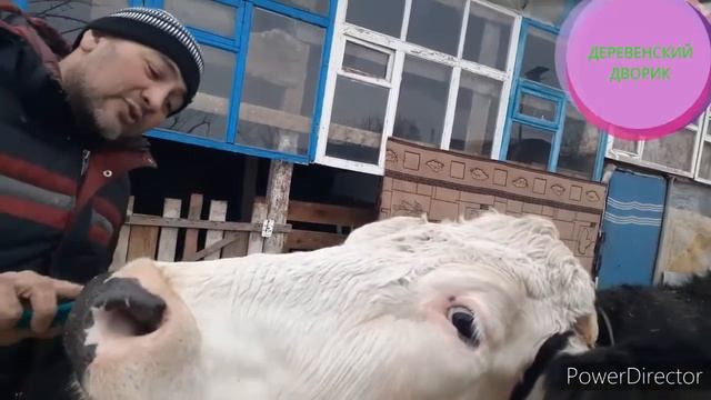 могут ли ?у стельной коровы быть кровавые выделения?# поломка доильного аппарата. смотреть онлайн